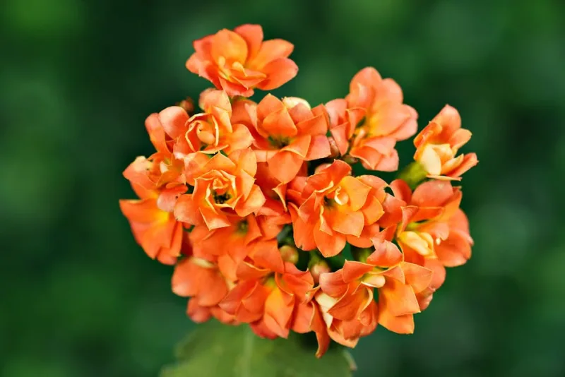 Kalanchoe Blossfeldiana - Kalanchoe blossfeldiana