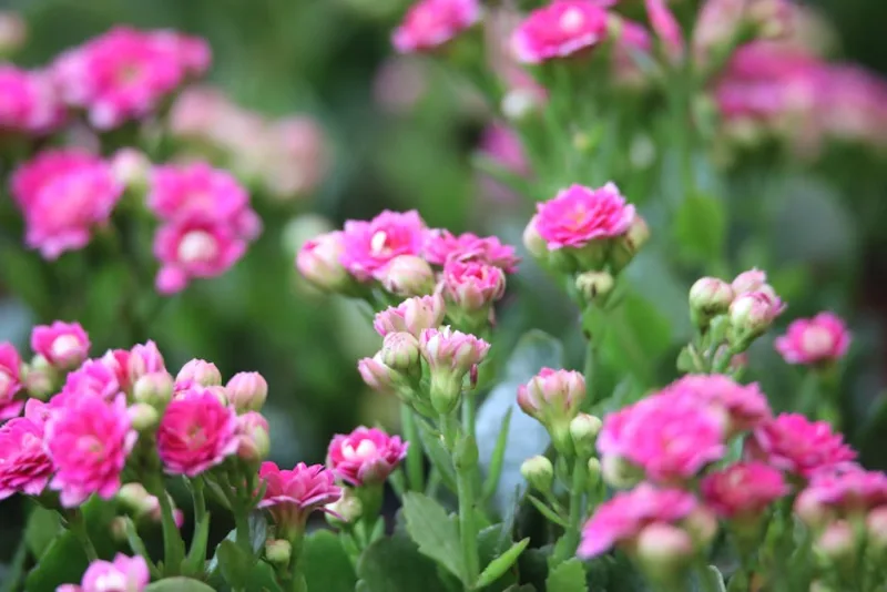 Kalanchoe Pumila - Kalanchoe pumila
