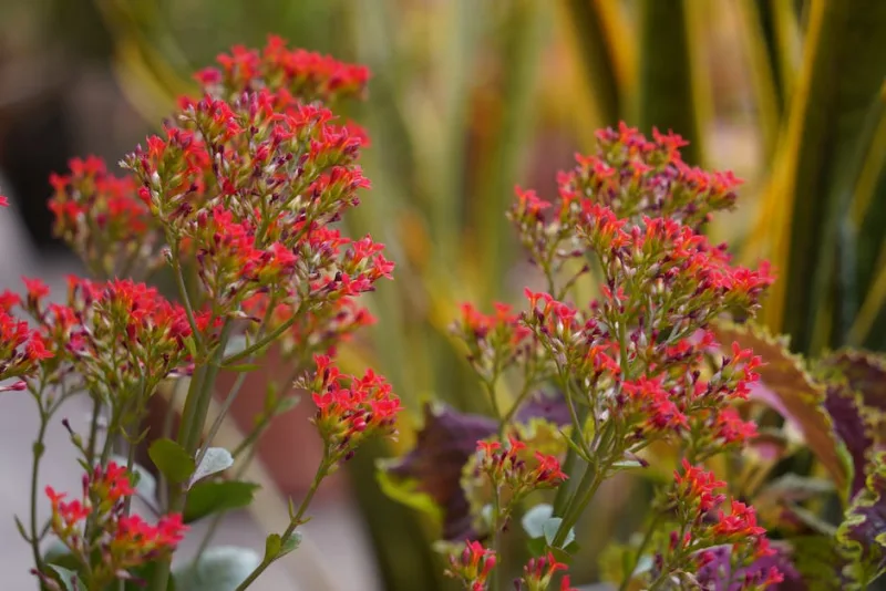 Kalanchoe Thyrsiflora - Kalanchoe thyrsiflora