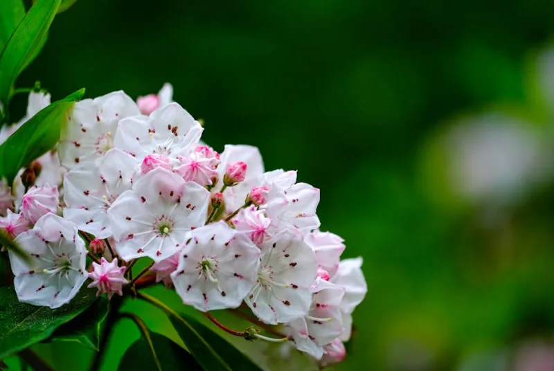 Kalmia Ostbo Red - Kalmia latifolia 'Ostbo Red'