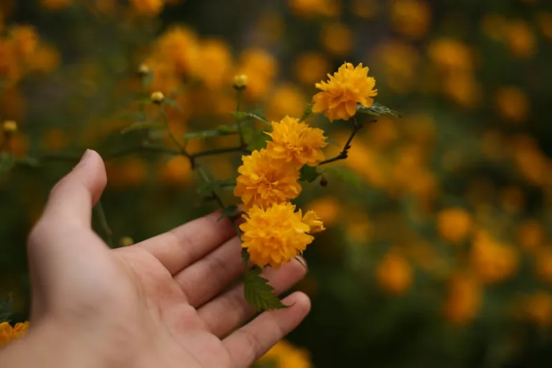 Kerria Japonica - Kerria japonica
