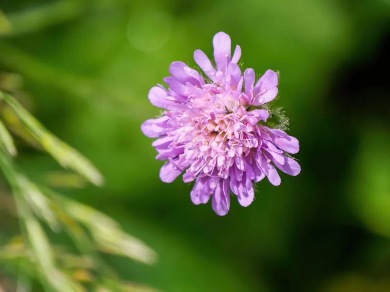 Knautia Arvensis - Knautia arvensis
