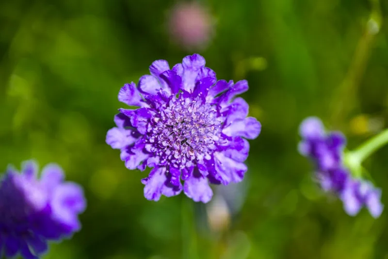 Knautia Macedonica - Knautia macedonica