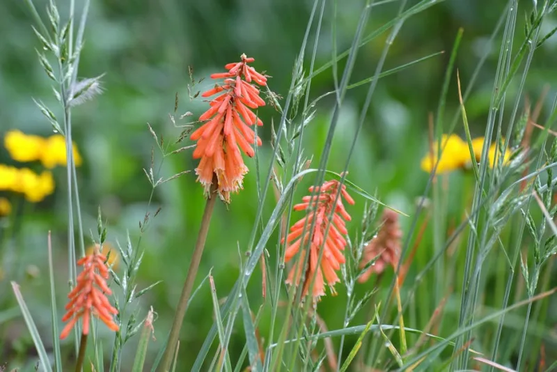 Kniphofia Bees Sunset - Kniphofia 'Bees' Sunset'