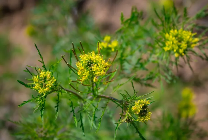 Kochia - Bassia scoparia