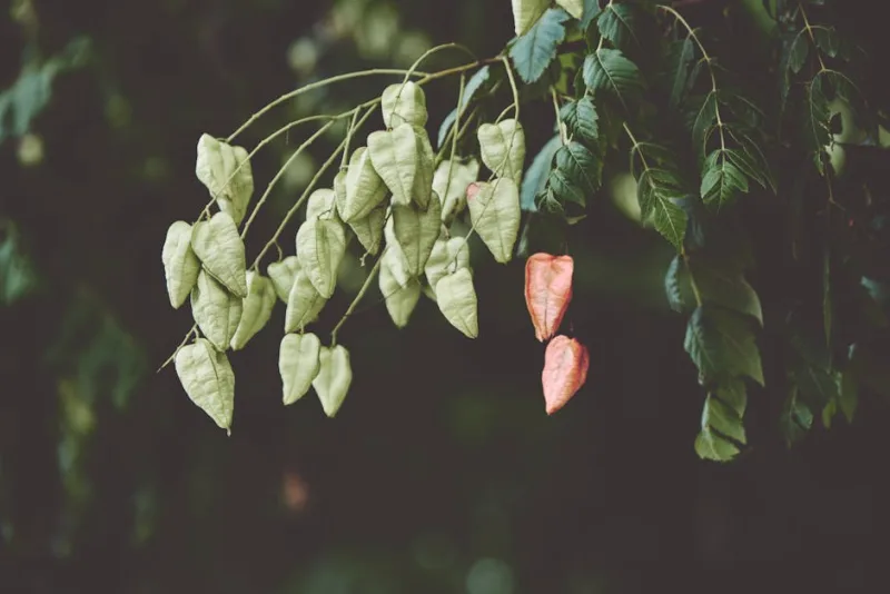 Koelreuteria Paniculata - Koelreuteria paniculata