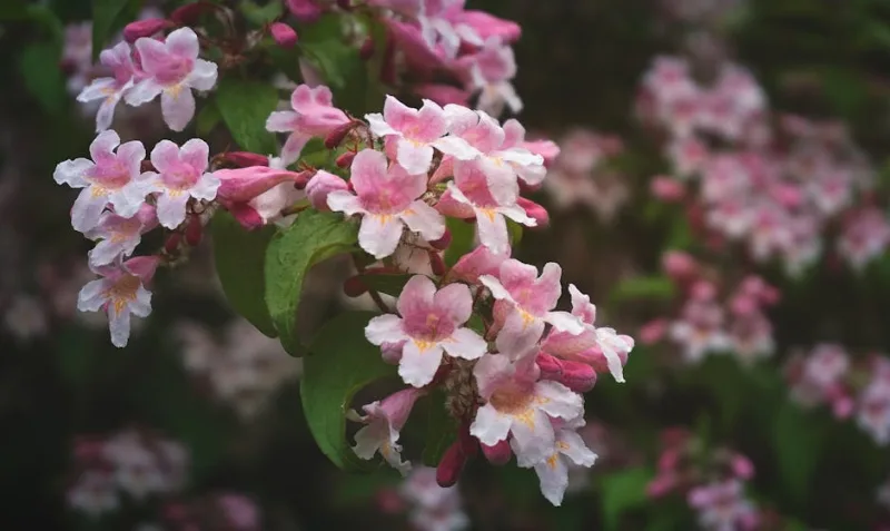 Kolkwitzia Amabilis - Kolkwitzia amabilis