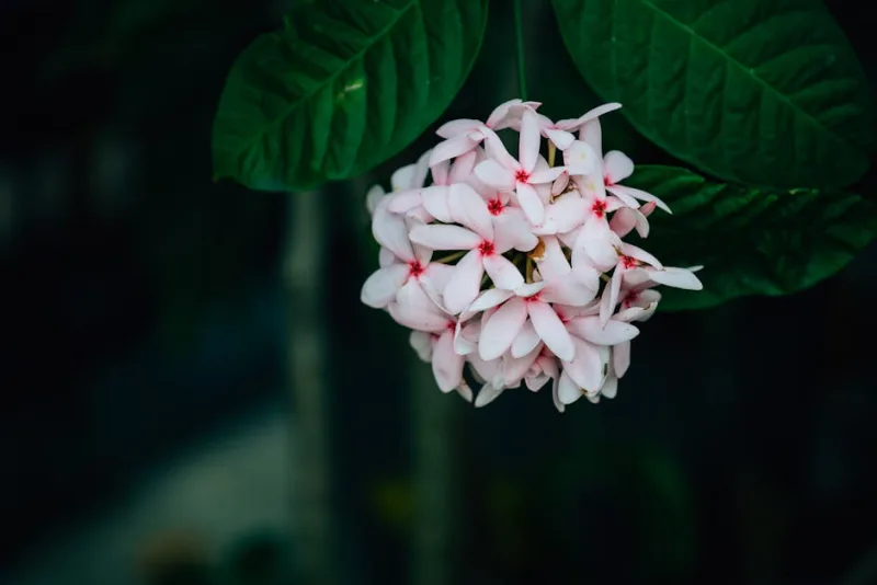 Kopsia - Kopsia fruticosa