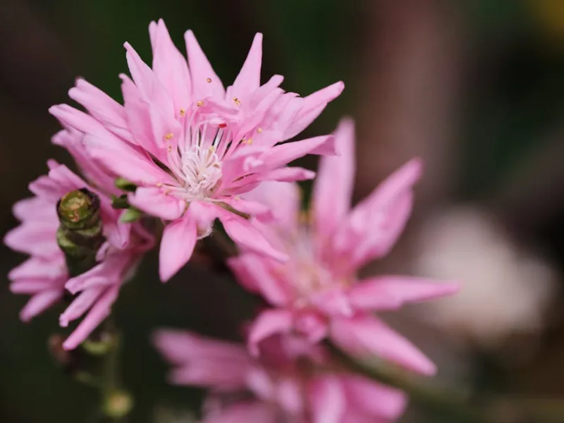 Lachenalia Aloides - Lachenalia aloides