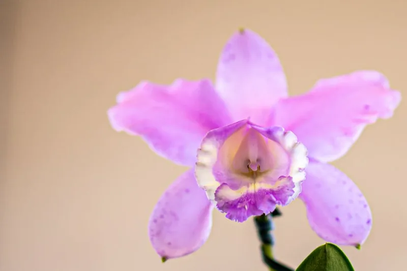 Laelia - Laelia spp.