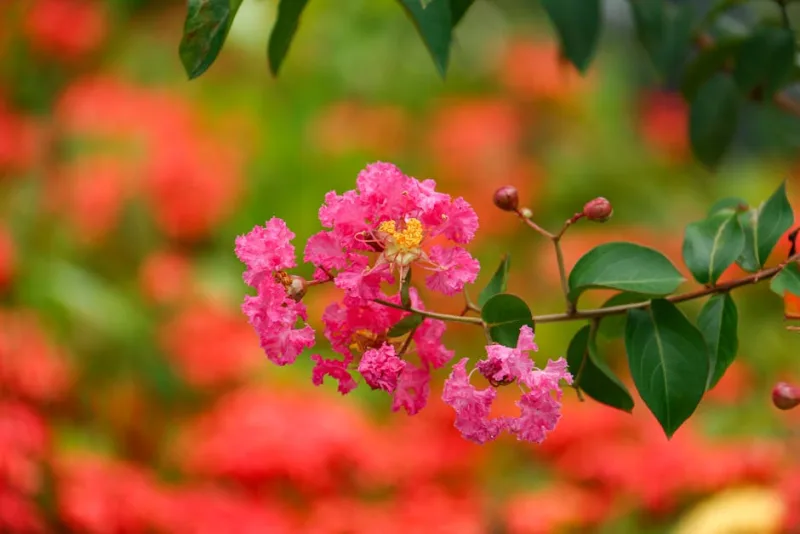 Lagerstroemia - Lagerstroemia indica