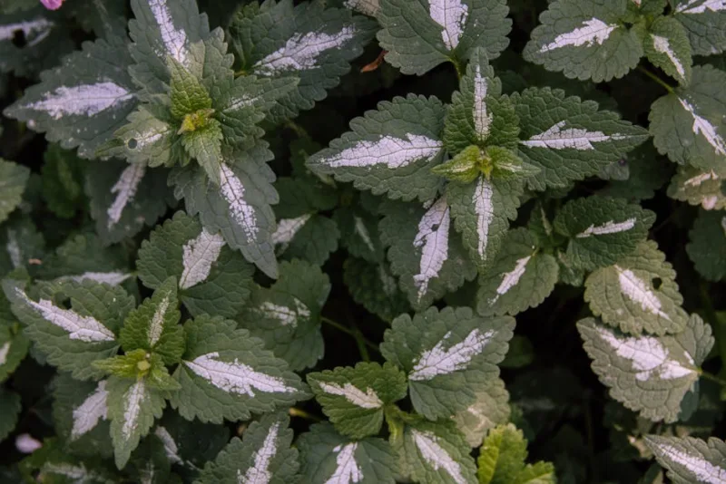 Lamium White Nancy - Lamium maculatum 'White Nancy'