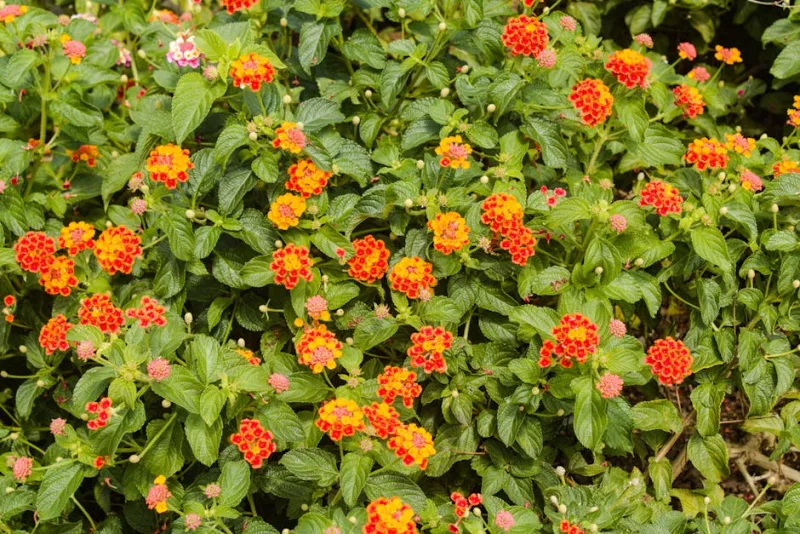 Lantana Lucky - Lantana camara 'Lucky'