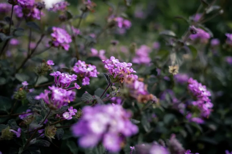 Lantana Sellowiana - Lantana montevidensis