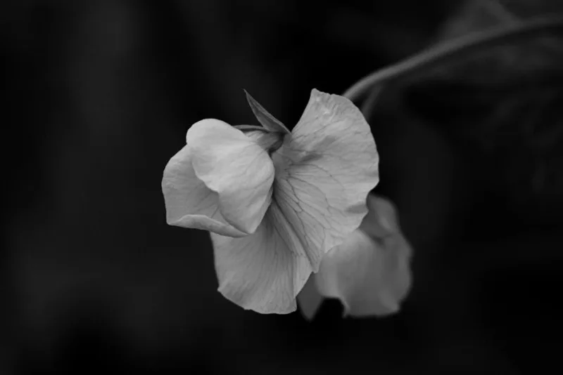 Lathyrus Spencer - Lathyrus odoratus 'Spencer'
