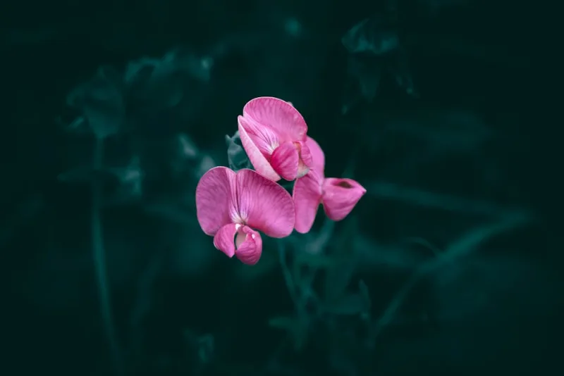 Lathyrus Vernus - Lathyrus vernus