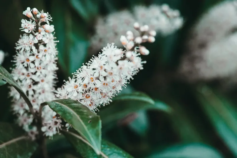 Lauroceraso - Prunus laurocerasus