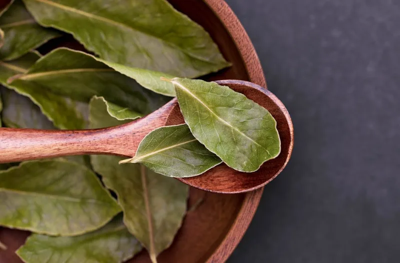 Laurus Nobilis - Laurus nobilis