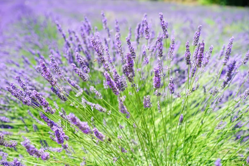Lavanda Stoechas - Lavandula stoechas