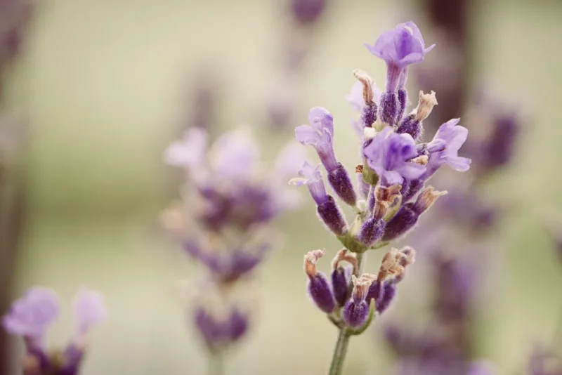 Lavandino - Lavandula × intermedia