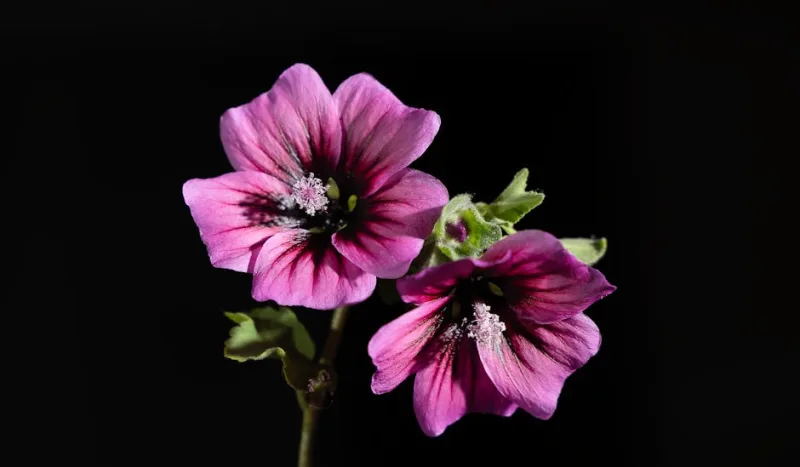 Lavatera Trimestris - Lavatera trimestris