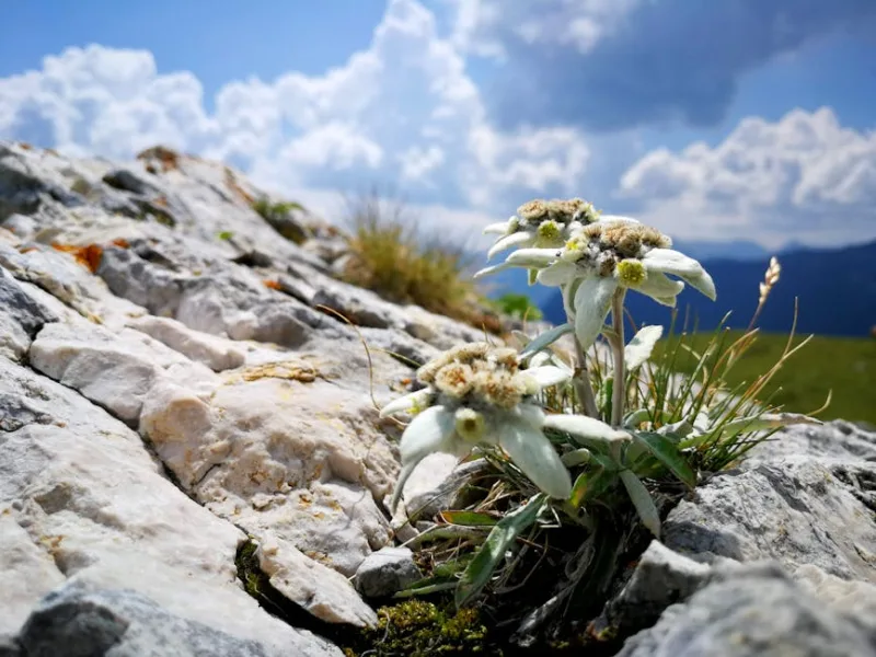 Leontopodium Alpinum - Leontopodium alpinum