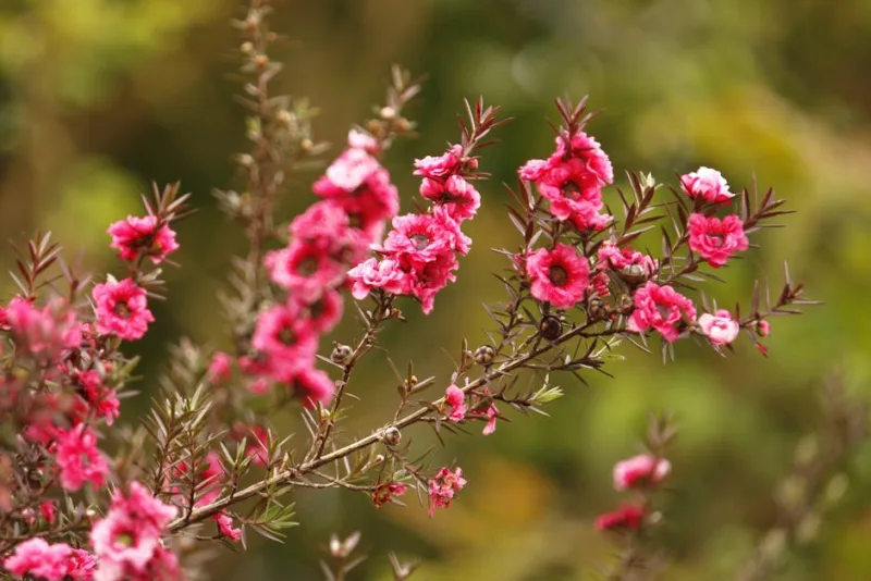 Leptospermum - Leptospermum scoparium