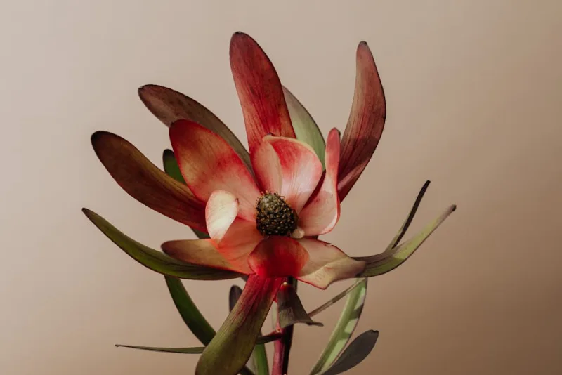 Leucadendron - Leucadendron salignum