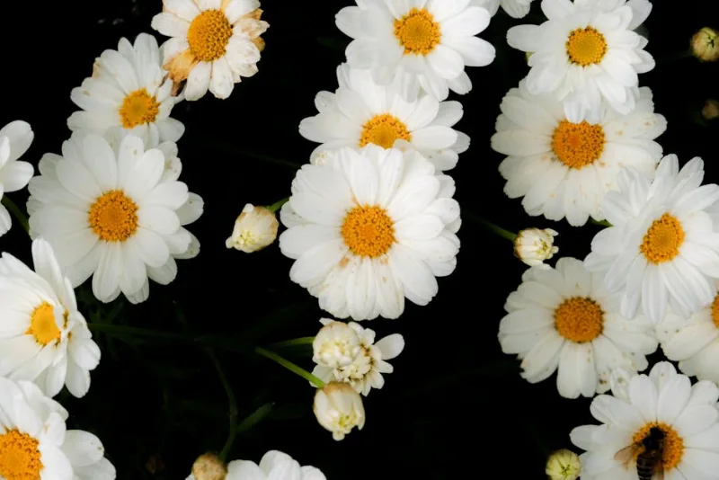 Leucanthemum Banana Cream - Leucanthemum × superbum 'Banana Cream'