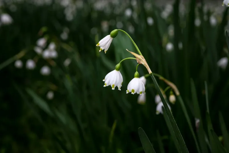 Leucojum Aestivum - Leucojum aestivum