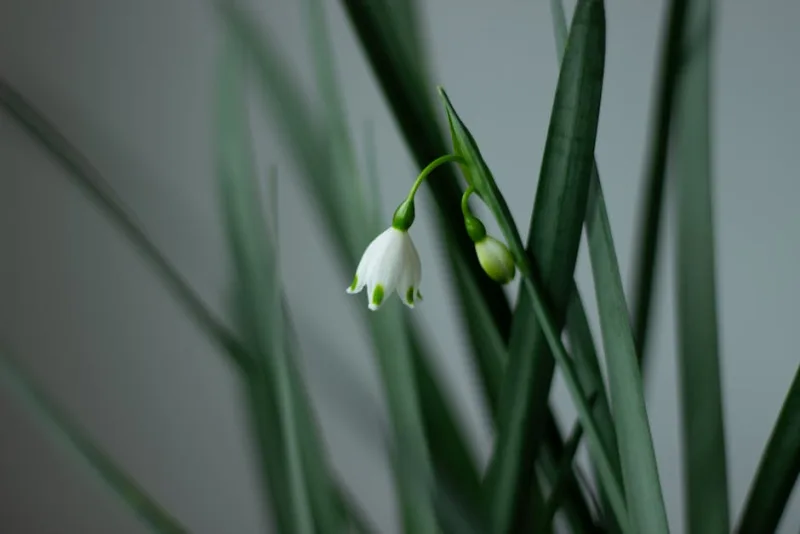 Leucojum - Leucojum vernum