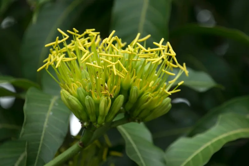 Levistico - Levisticum officinale
