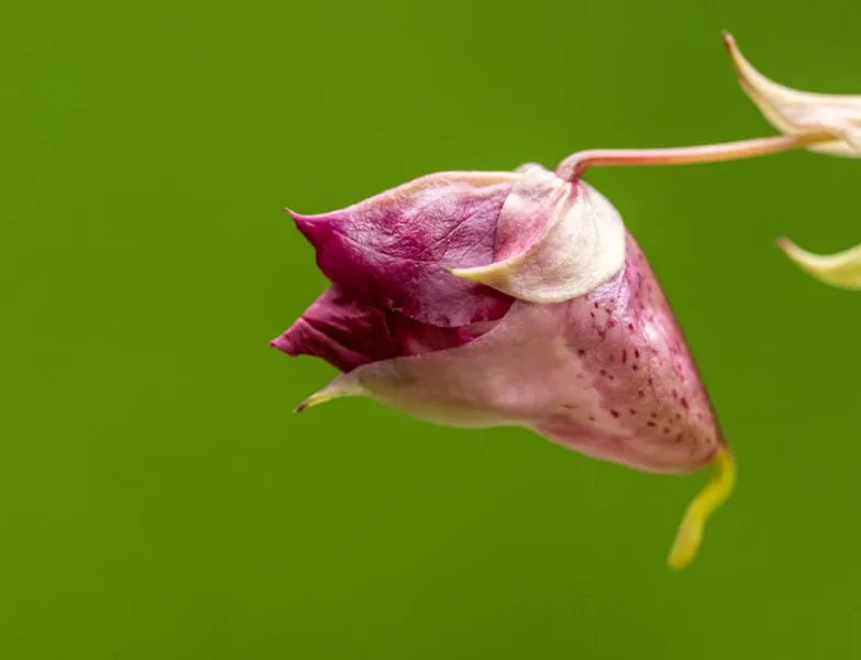 Leycesteria - Leycesteria formosa