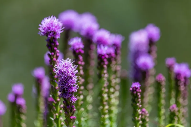 Liatris Kobold - Liatris spicata 'Kobold'