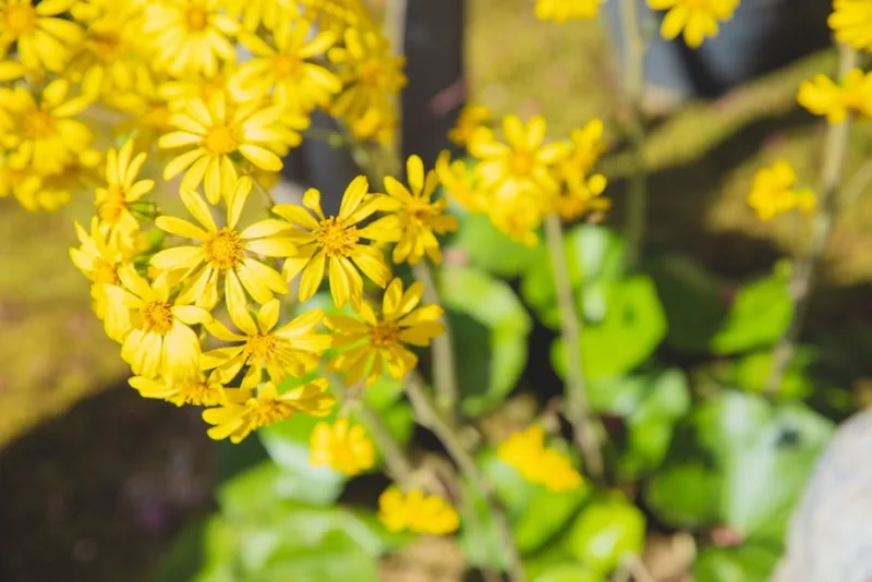 Ligularia Przewalskii - Ligularia przewalskii