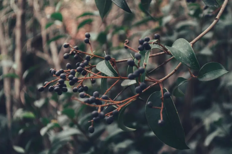 Ligustro Giapponese - Ligustrum japonicum