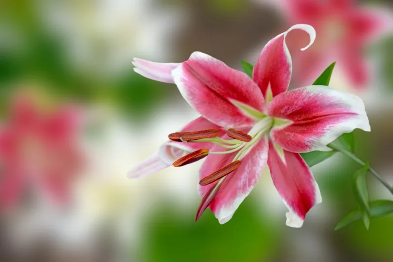 Lilium LA Hybrid - Lilium (LA Hybrid)