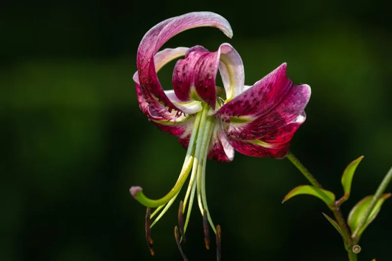 Lilium Martagon - Lilium martagon