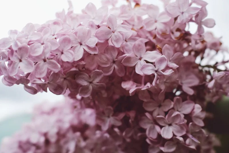 Lillà - Syringa vulgaris