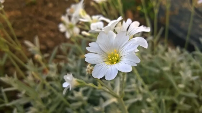 Limnanthes - Limnanthes douglasii