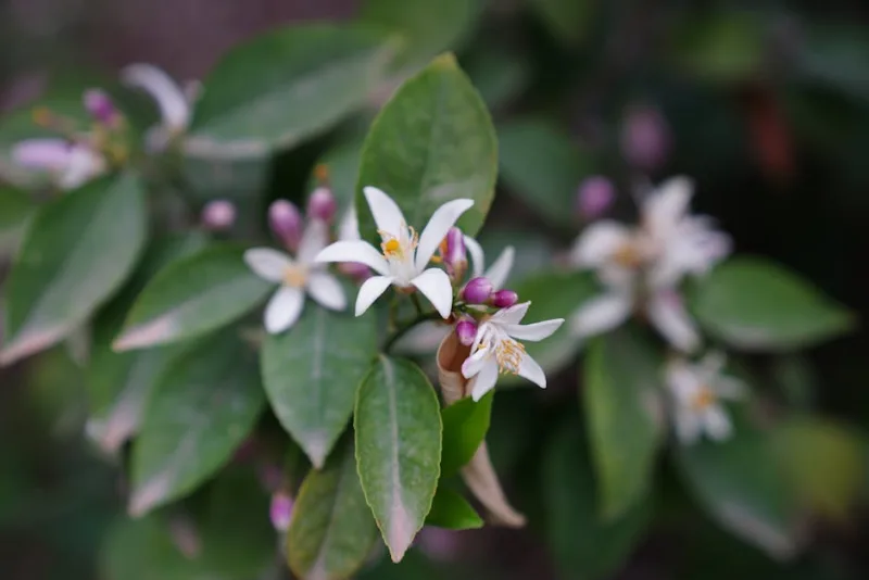 Limone in Fiore - Citrus limon