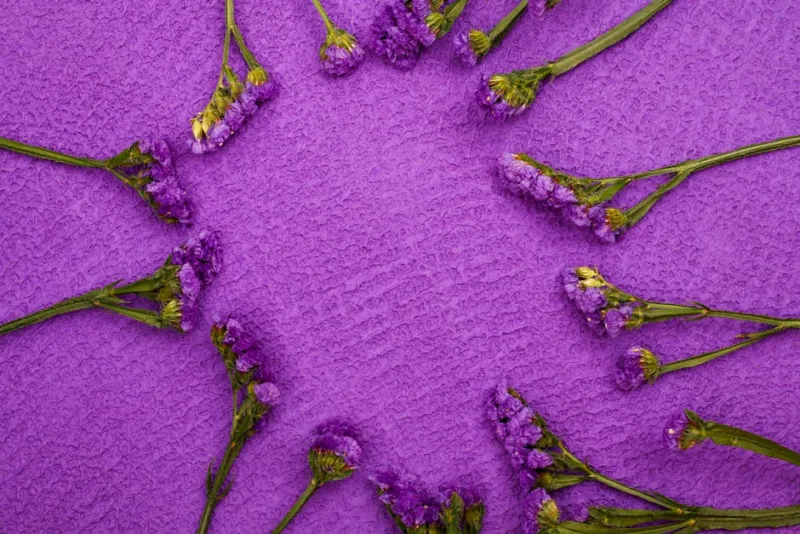Limonium Suworowii - Limonium suworowii