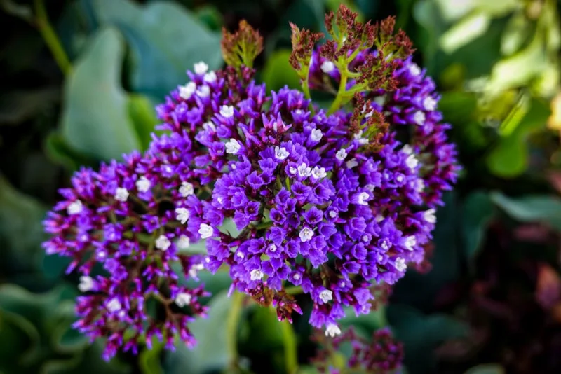 Limonium - Limonium perezii