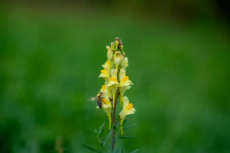 Linaria Alpina - Linaria alpina