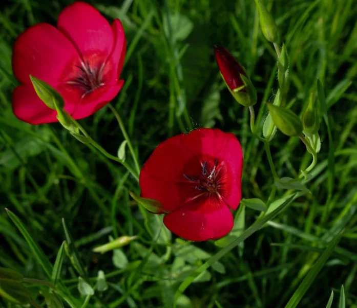 Linum Grandiflorum - Linum grandiflorum