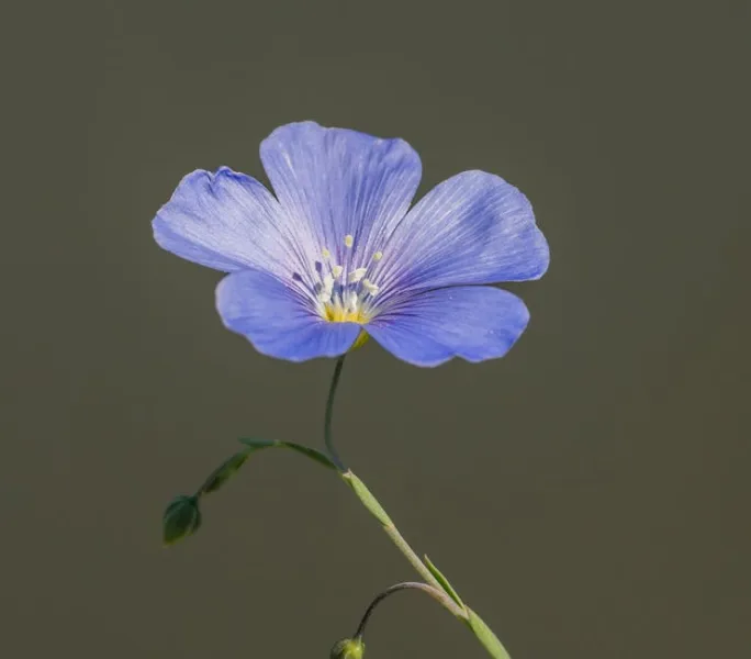 Linum Perenne - Linum perenne