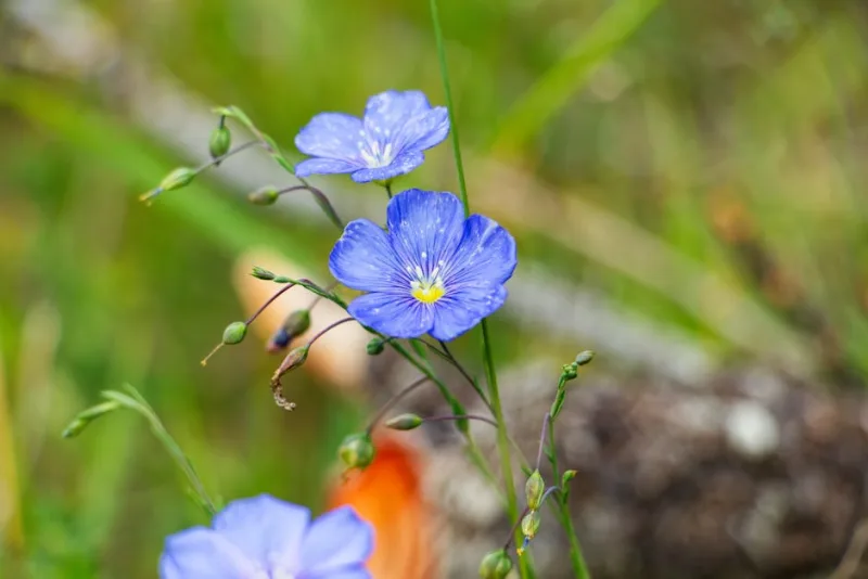 Linum Tenuifolium - Linum tenuifolium