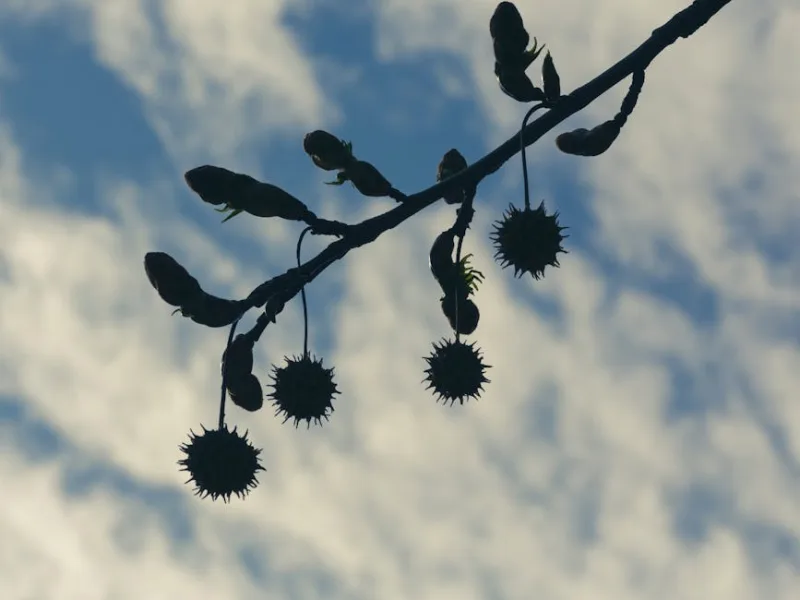 Liquidambar Styraciflua - Liquidambar styraciflua