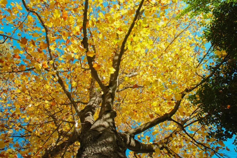 Liriodendron Tulipifera - Liriodendron tulipifera