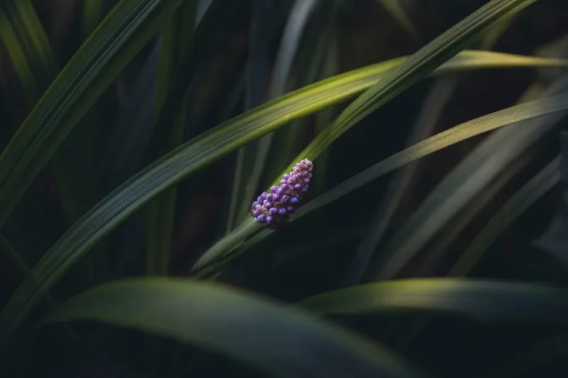 Liriope Spicata - Liriope spicata